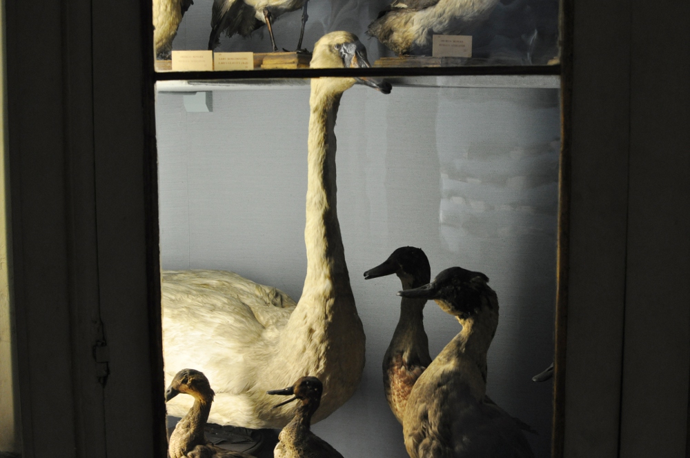 rocaille-blog-reggio-emilia-museo-lazzaro-spallanzani (21)