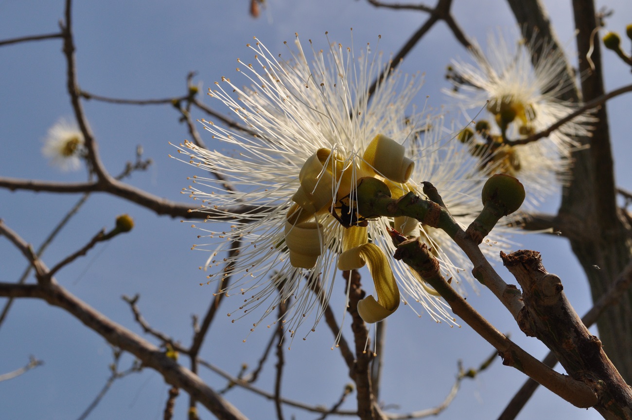 rocaille-blog-israel-dead-sea-ein-gedi-kibbutz-botanical-gardens-11