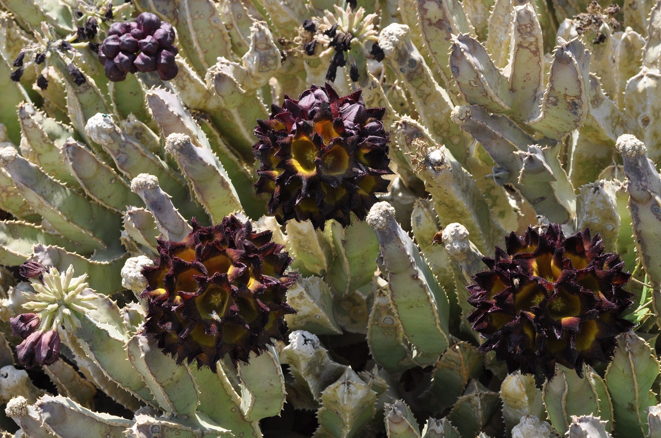 rocaille-blog-israel-dead-sea-ein-gedi-kibbutz-botanical-gardens-12