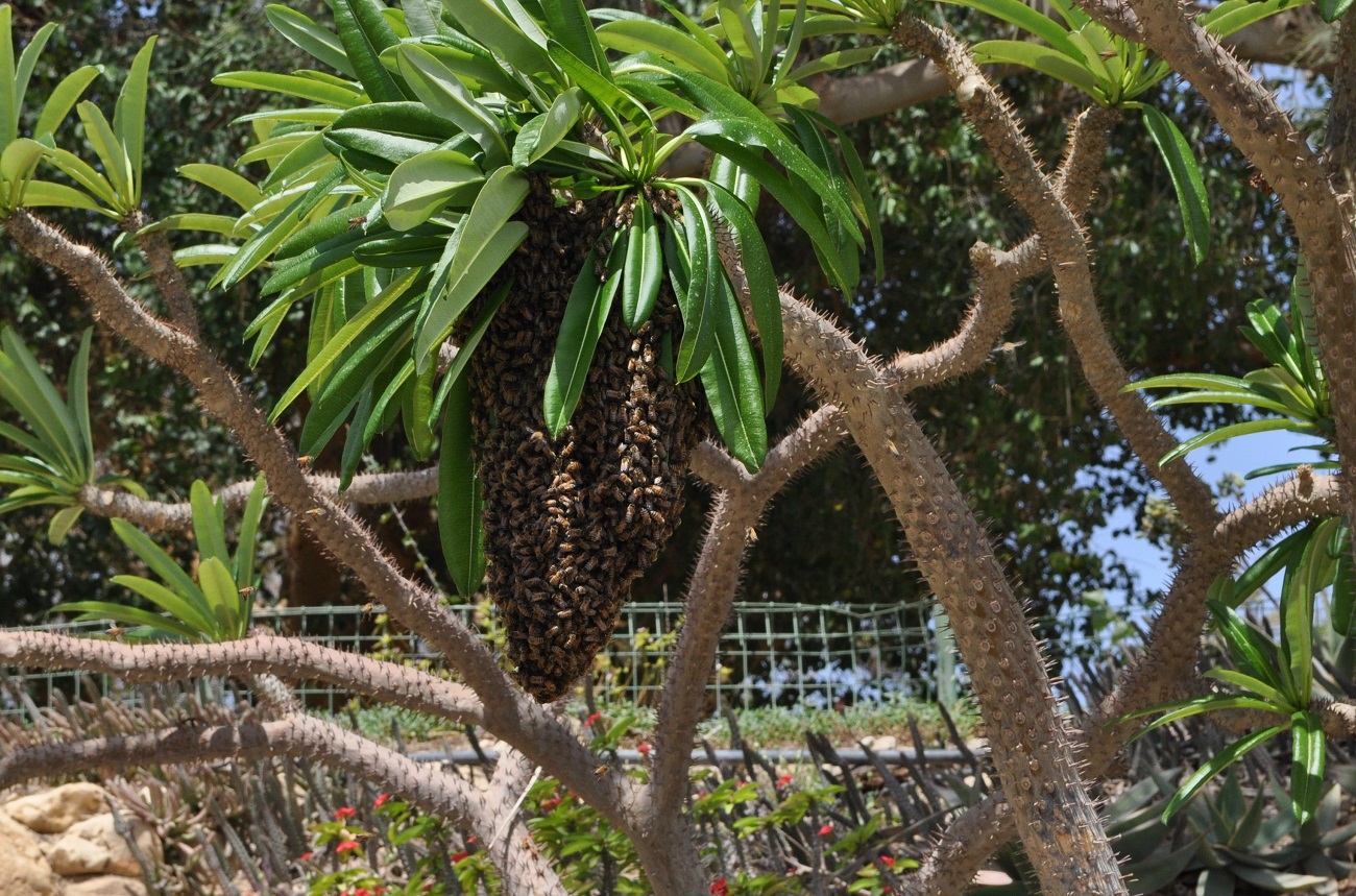 rocaille-blog-israel-dead-sea-ein-gedi-kibbutz-botanical-gardens-3