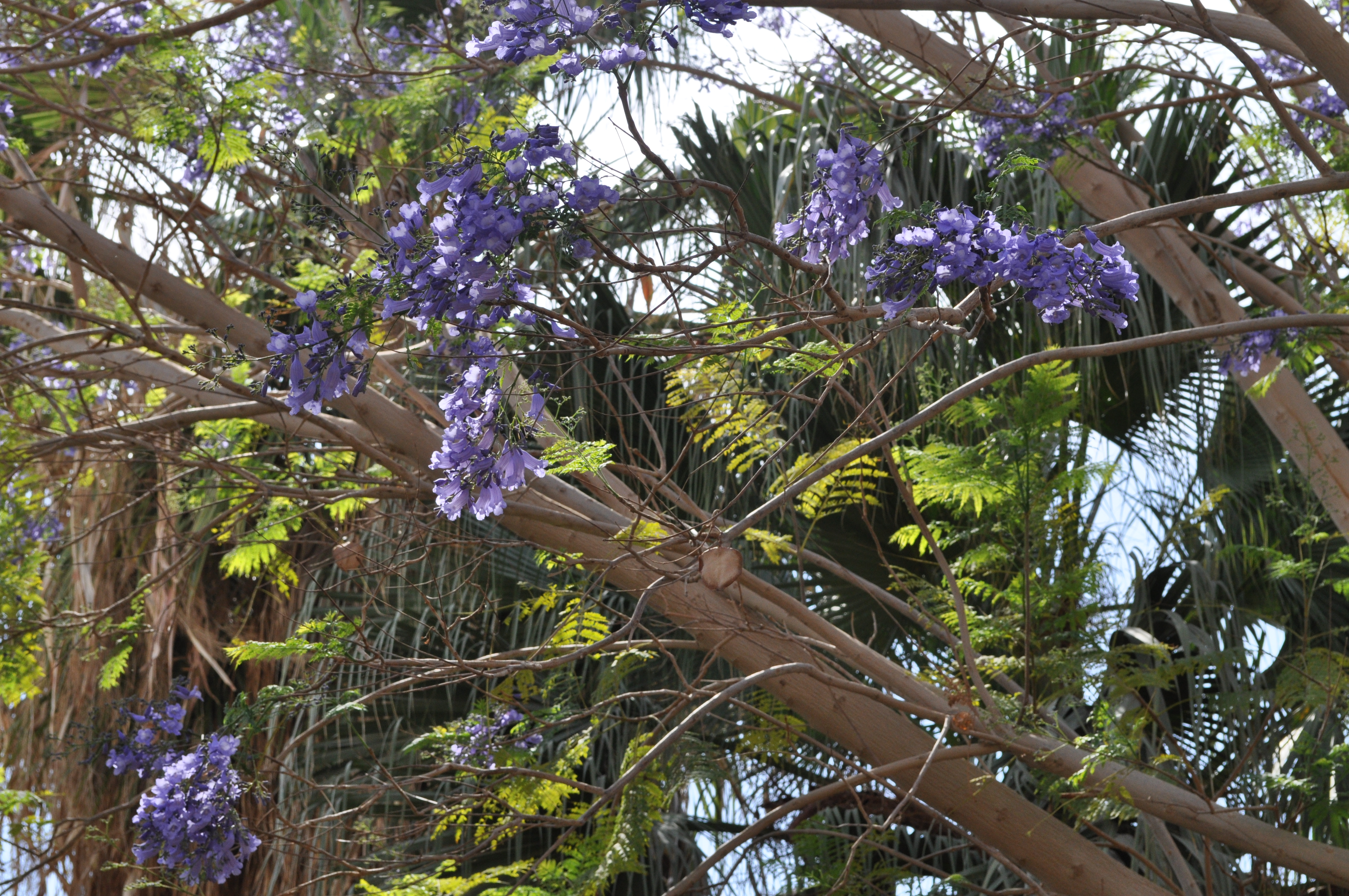 rocaille-blog-israel-dead-sea-ein-gedi-kibbutz-botanical-gardens-9