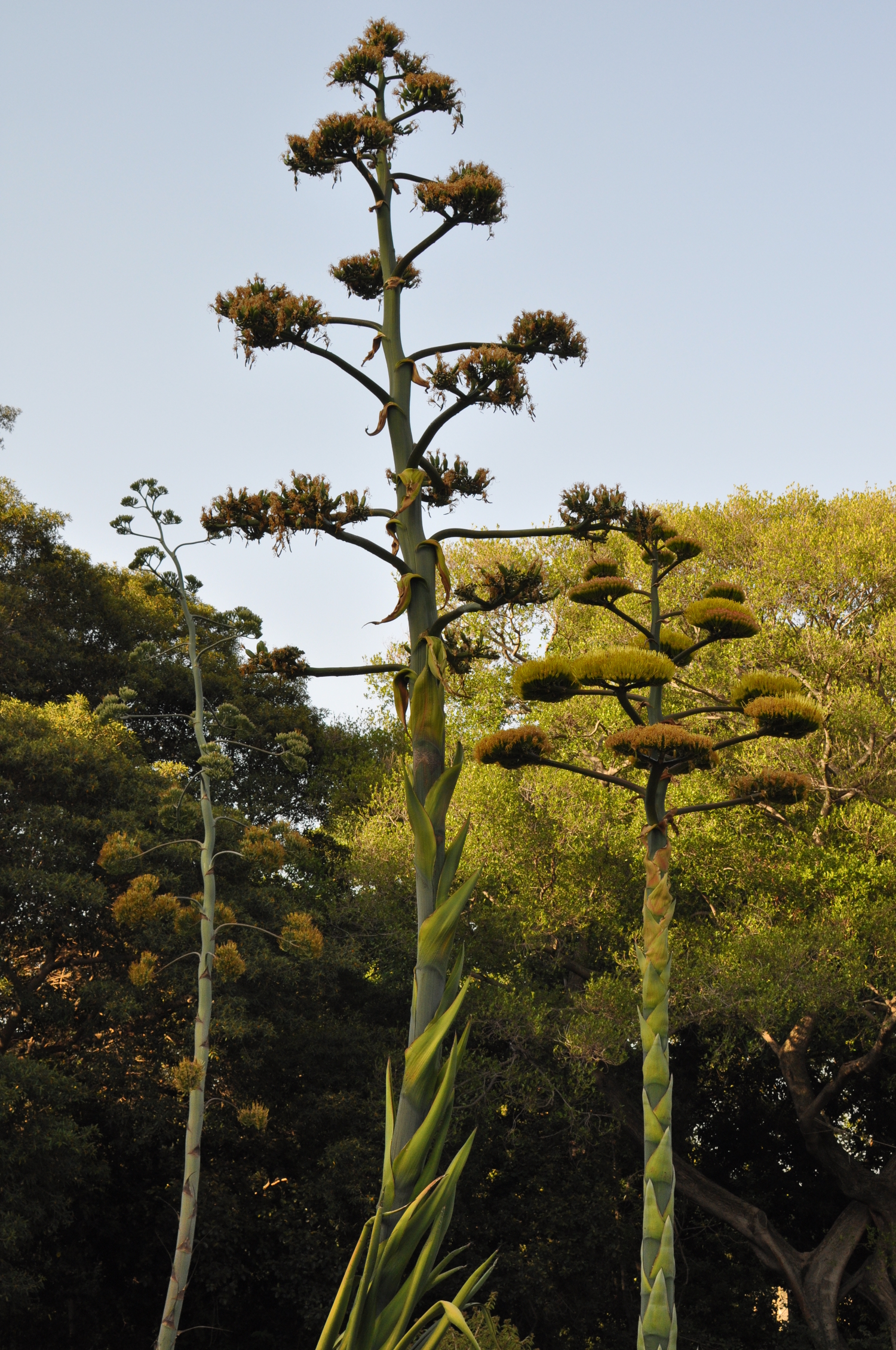 rocaille-blog-palermo-orto-botanico-botanical-garden-11