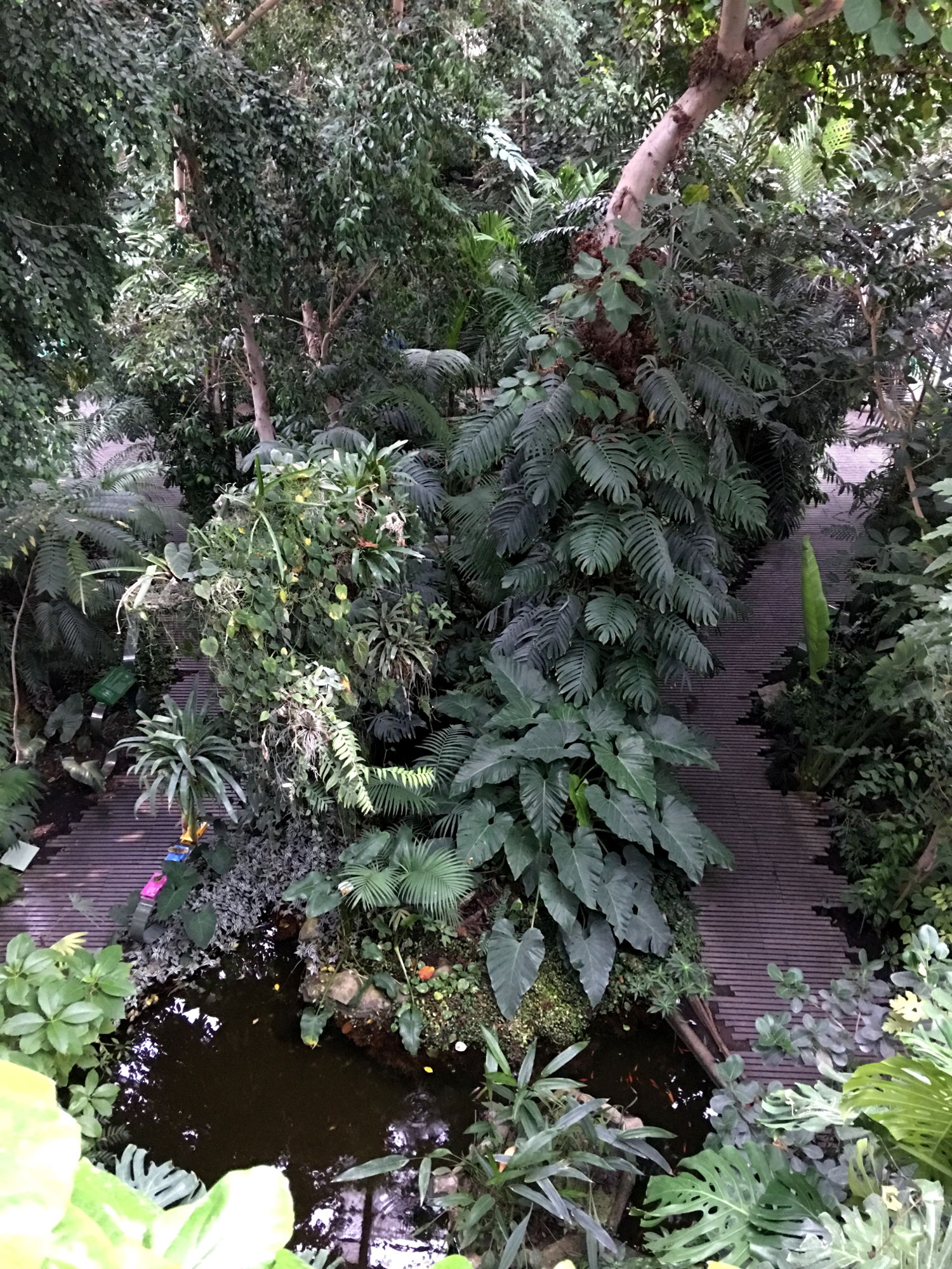 rocaille-blog-paris-jardin-des-plantes-13