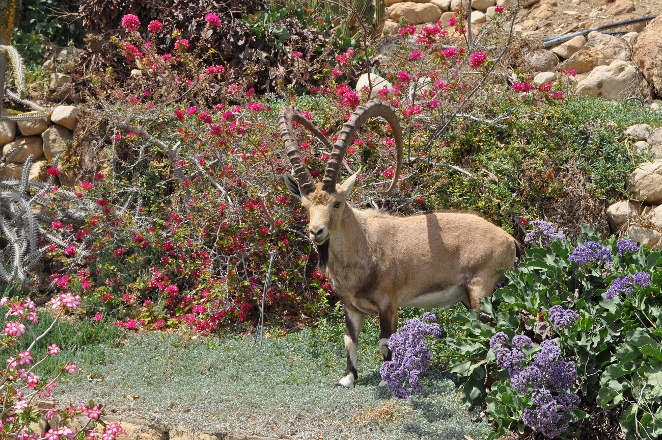 rocaille-blog-israel-dead-sea-ein-gedi-kibbutz-botanical-gardens-1