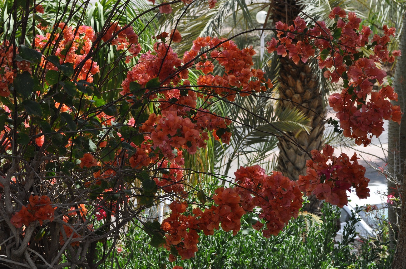 rocaille-blog-israel-dead-sea-ein-gedi-kibbutz-botanical-gardens-4