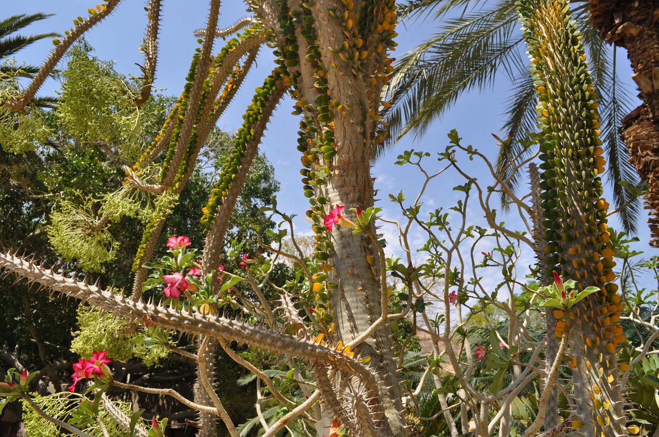 rocaille-blog-israel-dead-sea-ein-gedi-kibbutz-botanical-gardens-5