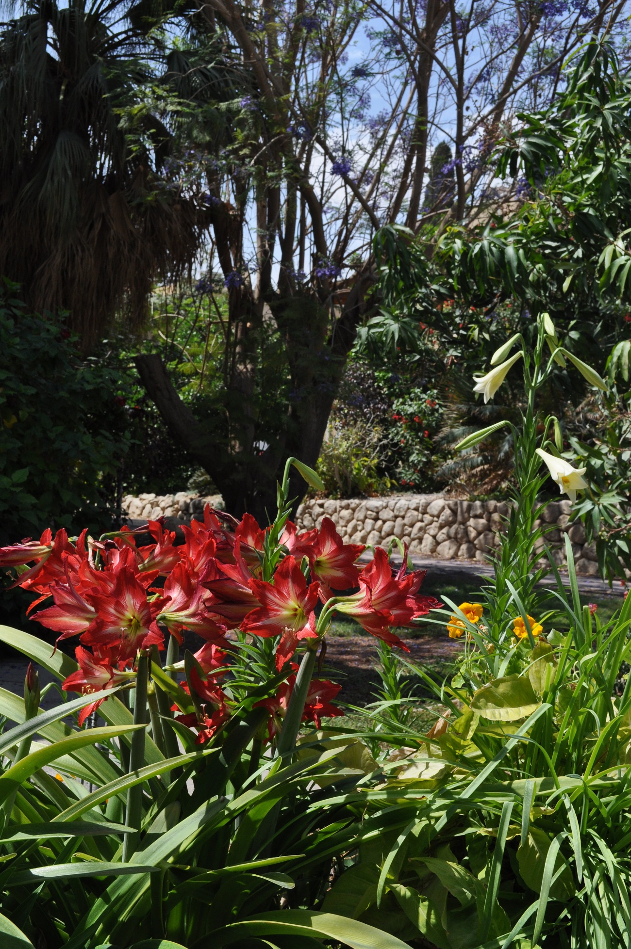 rocaille-blog-israel-dead-sea-ein-gedi-kibbutz-botanical-gardens-8